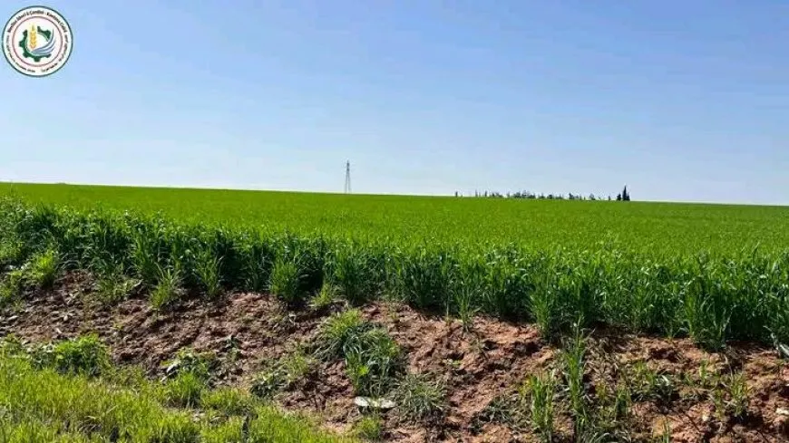 حملة لمكافحة الأعشاب للحد من مخاطر الحرائق خلال موسم الحصاد