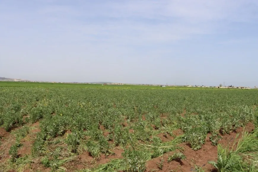 انتعاش الزراعة في كوباني وزيادة تنوّع المحاصيل بفضل الأمطار الغزيرة