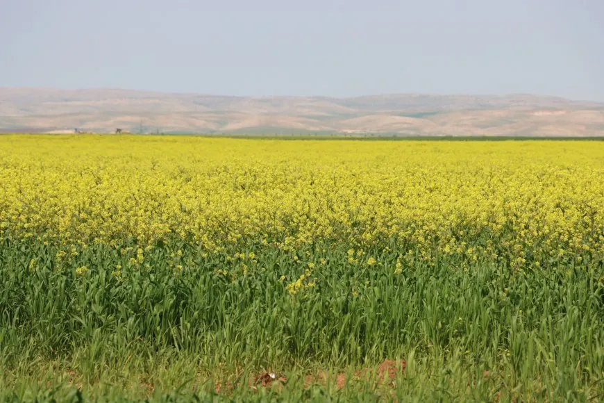 ربيع قامشلو.. لوحة طبيعية تنبض بالحياة بعد أمطار الخير