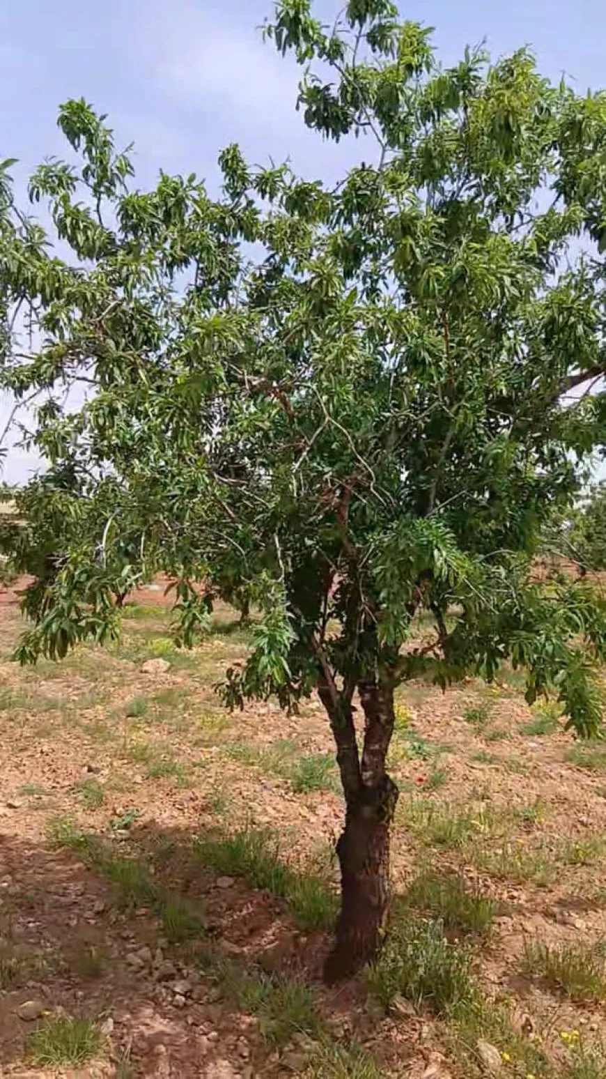 موجة صقيع تضرب محصول اللوز في حمص وتكبّد المزارعين خسائر