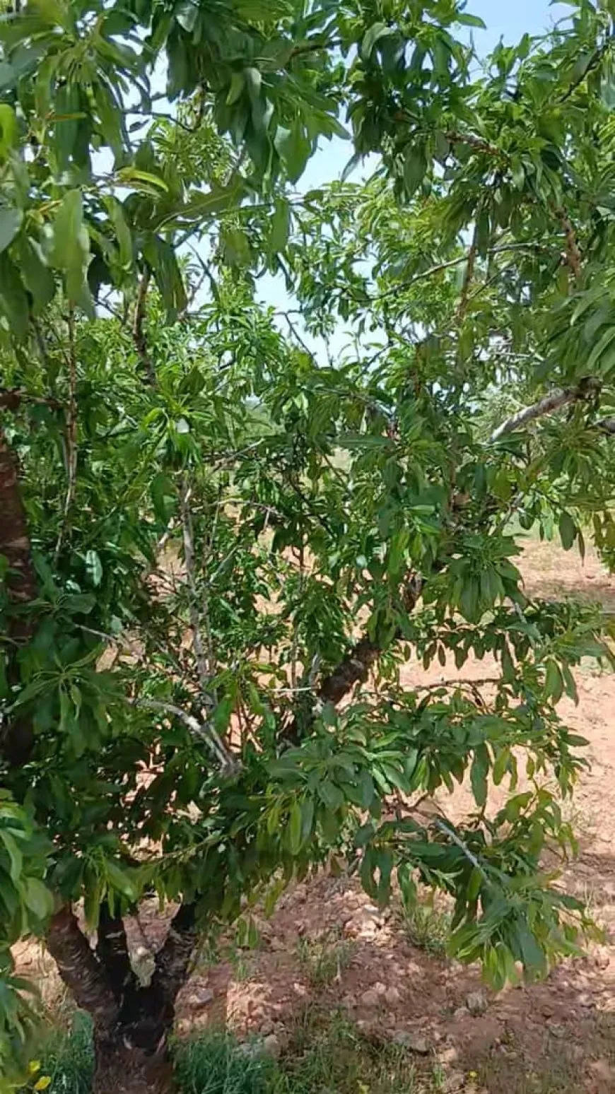 موجة صقيع تضرب محصول اللوز في حمص وتكبّد المزارعين خسائر