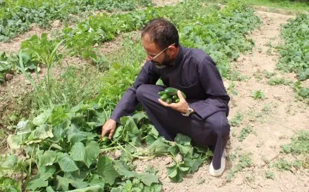 الفاو تطلق مشروعاً بـ 5 ملايين دولار لدعم الأمن الغذائي في شمال شرق سوريا
