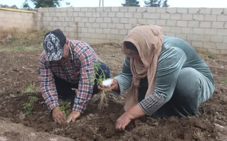 بساتين الخضار تعود إلى آليان.. خيار أمثل لتحقيق الاكتفاء الذاتي