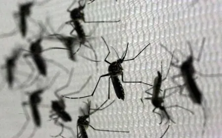 البعوض يتسبب بوفاة نحو 760 ألف شخص سنوياً