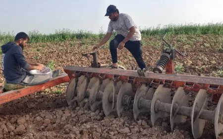 بعد سنوات الجفاف عودة زراعة البطيخ البعلي إلى منطقة آليان