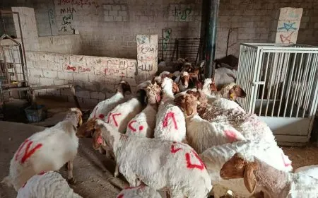 مركز بحوث سلمية الزراعي.. إرث علمي مهدد بالانهيار