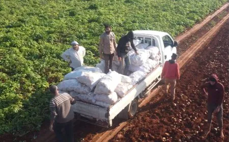 أزمة جديدة لمزارعي البطاطا في حماة بين ارتفاع التكاليف وتراجع الأسعار