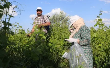 وفرة الأمطار تنعش موسم ورق العنب في بساتين الخابور