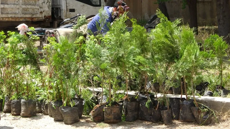آلاف الأشجار تزرع سنوياً في الجزيرة لتعزيز الغطاء النباتي