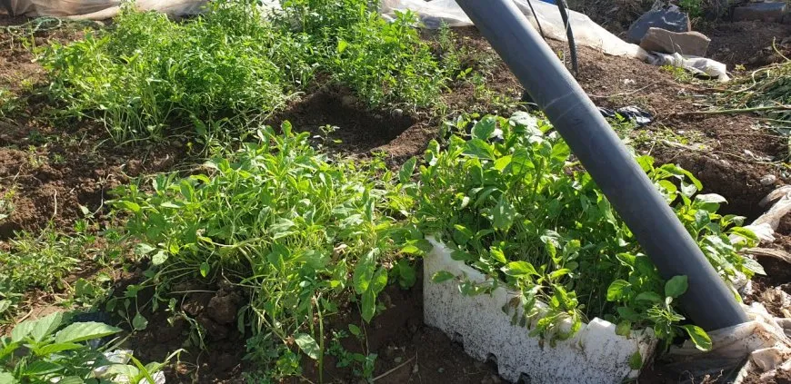 بساتين الخضار تعود إلى آليان.. خيار أمثل لتحقيق الاكتفاء الذاتي