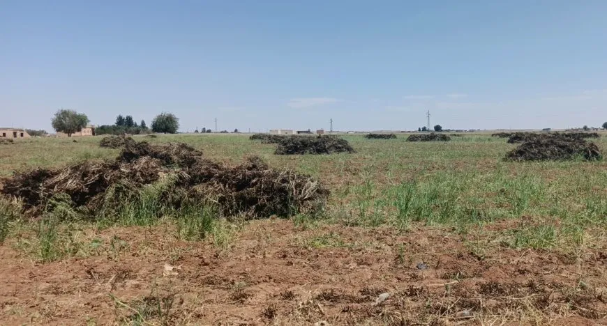 الجمعيات النسائية خطوة نحو الاكتفاء وتمكين المرأة في القطاع الزراعي