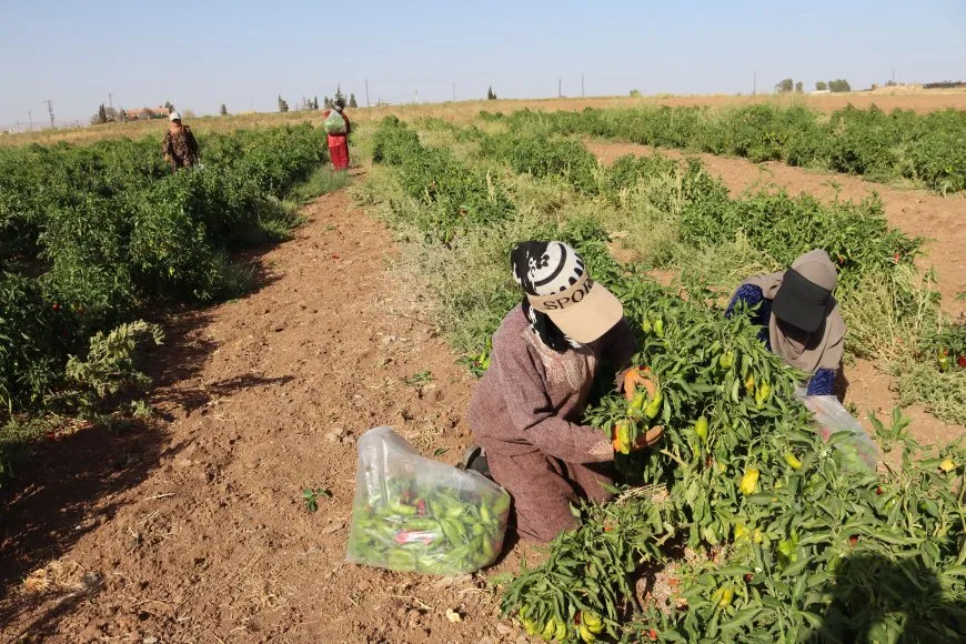 الجمعيات النسائية خطوة نحو الاكتفاء وتمكين المرأة في القطاع الزراعي