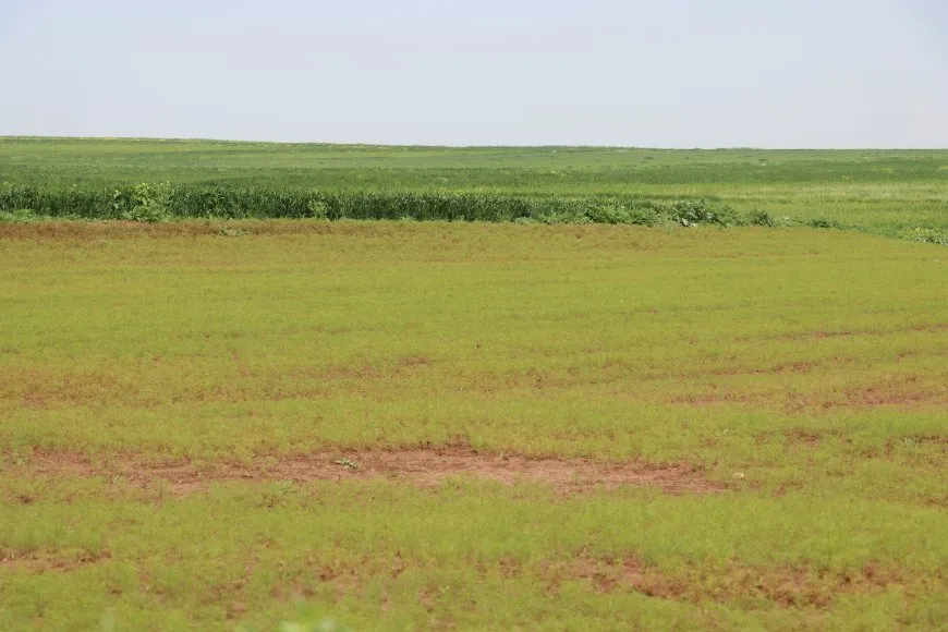 النباتات الطبية والعطرية.. موسم واعد وتحديات حاضرة