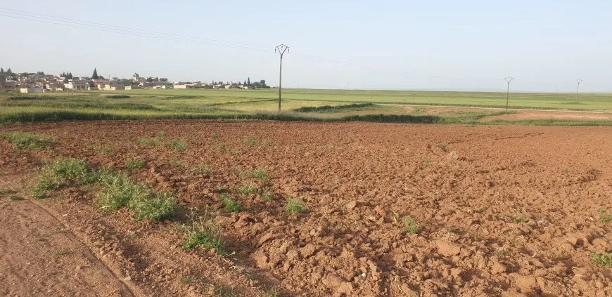 بعد سنوات الجفاف عودة زراعة البطيخ البعلي إلى منطقة آليان