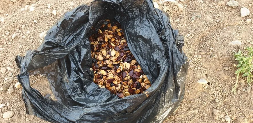 بعد سنوات الجفاف عودة زراعة البطيخ البعلي إلى منطقة آليان
