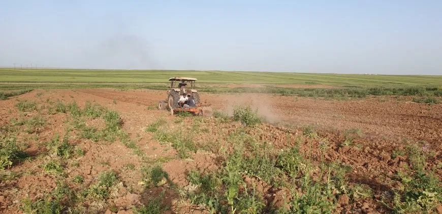 بعد سنوات الجفاف عودة زراعة البطيخ البعلي إلى منطقة آليان