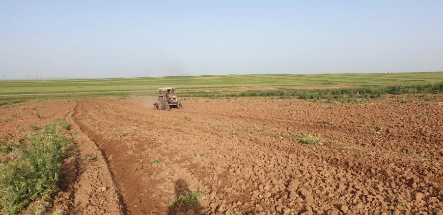 بعد سنوات الجفاف عودة زراعة البطيخ البعلي إلى منطقة آليان