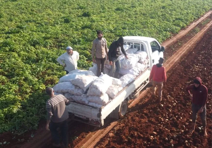 أزمة جديدة لمزارعي البطاطا في حماة بين ارتفاع التكاليف وتراجع الأسعار