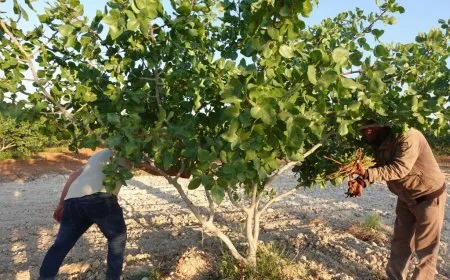 مزارعو كوباني يواصلون تطعيم الزيتون والفستق لتحسين الإنتاج الزراعي
