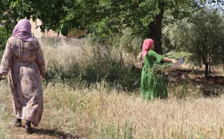 الفريكة إرث غذائي يحافظ عليه أهالي كوباني جيلاً بعد جيل