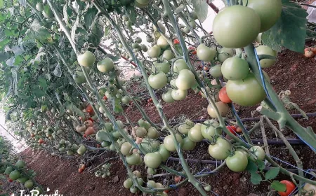 ارتفاع التكاليف وتقلبات السوق ترهق مزارعي البندورة في ريف حمص