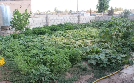 من فناء منزل إلى حديقة خضروات