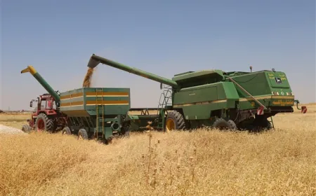 بدء حصاد القمح في تل تمر وسط مؤشرات على إنتاج جيد