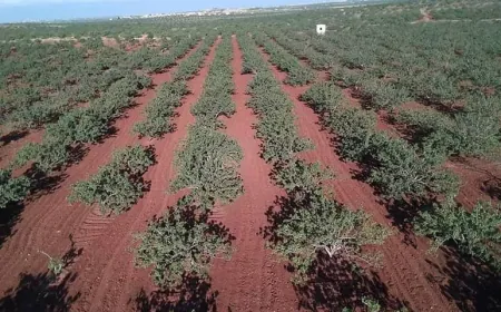 أزمة الفستق الحلبي في حماة تكشف خلافات حول إدارة أراضي الغائبين