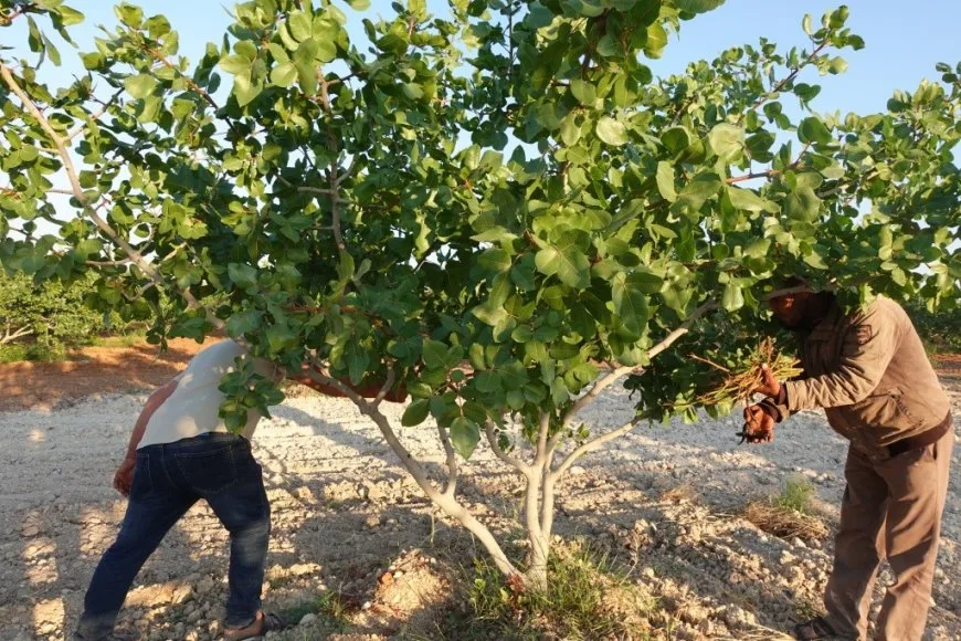 مزارعو كوباني يواصلون تطعيم الزيتون والفستق لتحسين الإنتاج الزراعي