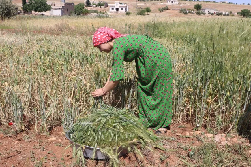 الفريكة إرث غذائي يحافظ عليه أهالي كوباني جيلاً بعد جيل