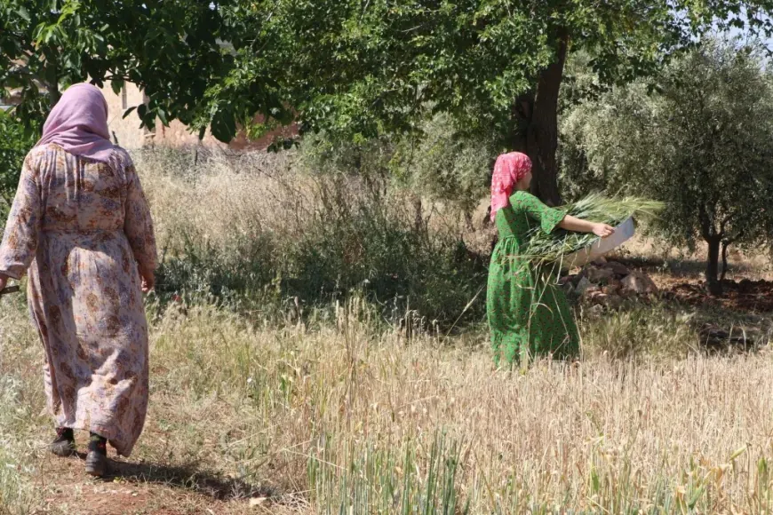 الفريكة إرث غذائي يحافظ عليه أهالي كوباني جيلاً بعد جيل
