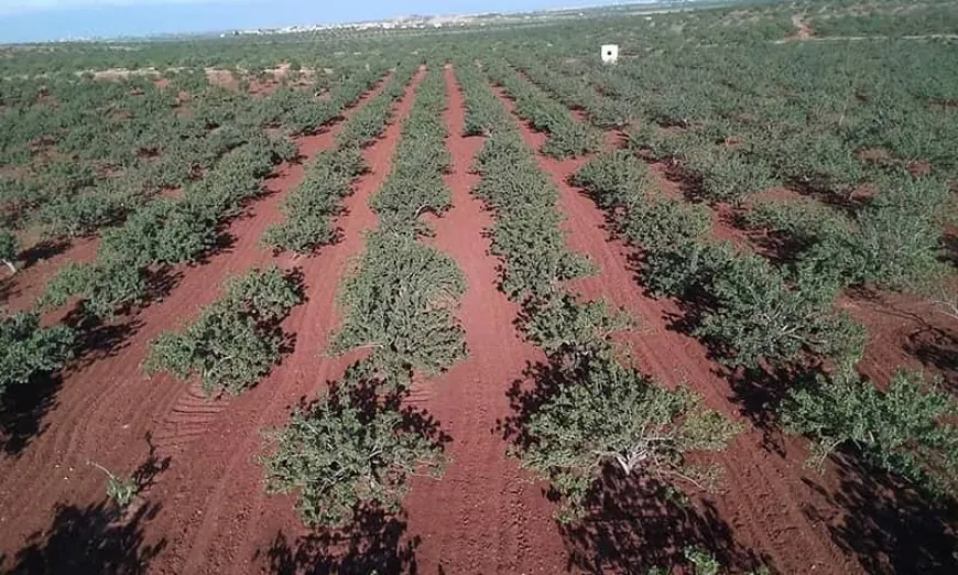 أزمة الفستق الحلبي في حماة تكشف خلافات حول إدارة أراضي الغائبين