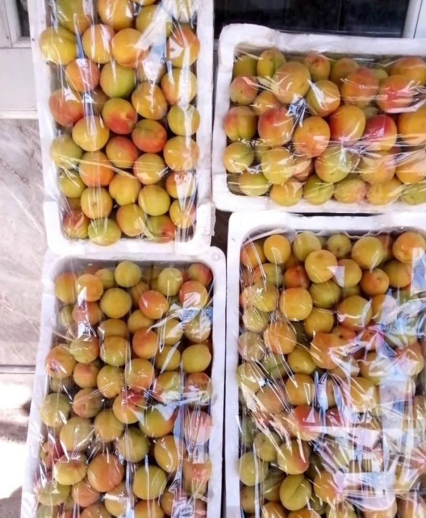 مزارعو المشمش في ريف حمص يطالبون بالدعم وفتح أسواق جديدة