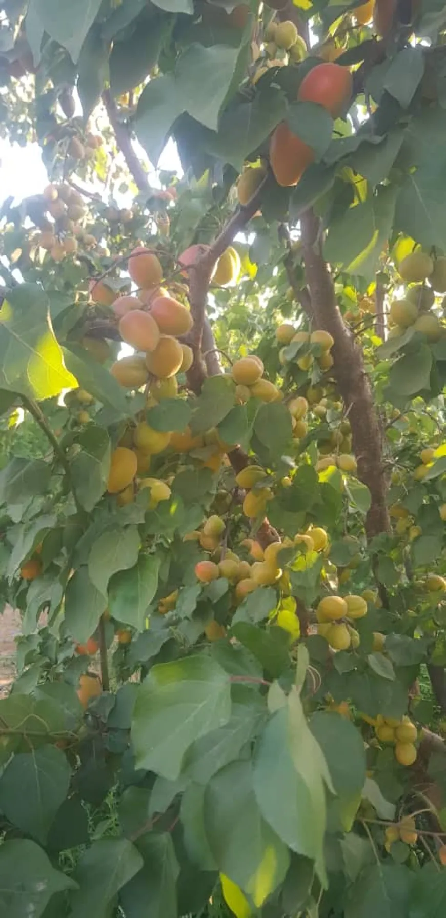 مزارعو المشمش في ريف حمص يطالبون بالدعم وفتح أسواق جديدة
