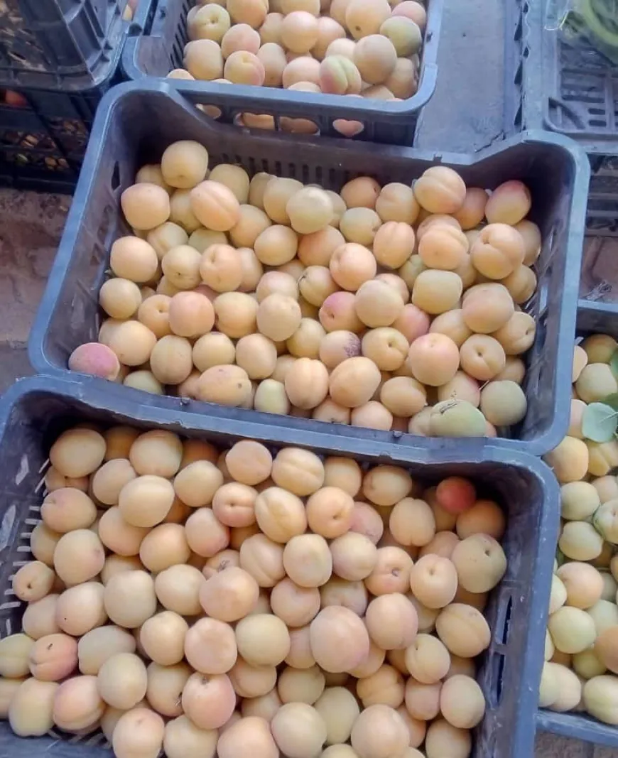 مزارعو المشمش في ريف حمص يطالبون بالدعم وفتح أسواق جديدة