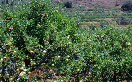 مرض جرب التفاح يهدد الموسم الزراعي في حمص