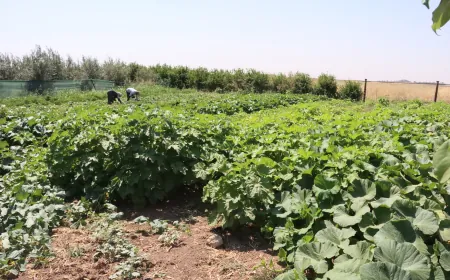 البيوت البلاستيكية تنعش الزراعة وغلاء المحروقات يرهق الفلاحين