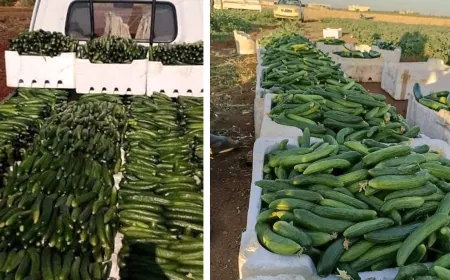 مزارعو حماة يتخلصون من محصول الخيار والخسارة تضرب موسماً باهظ التكاليف
