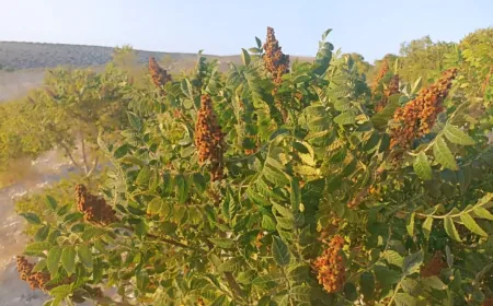 حين يحمرّ الجبل.. ينطلق موسم قطاف السماق في عفرين