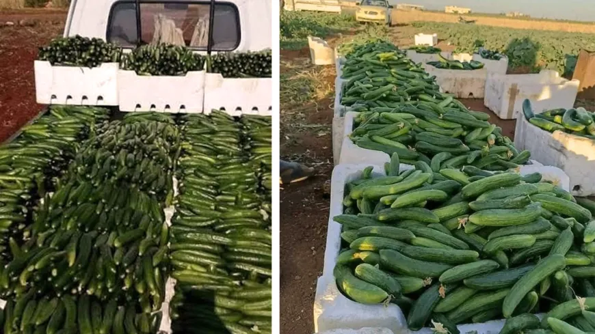 مزارعو حماة يتخلصون من محصول الخيار والخسارة تضرب موسماً باهظ التكاليف