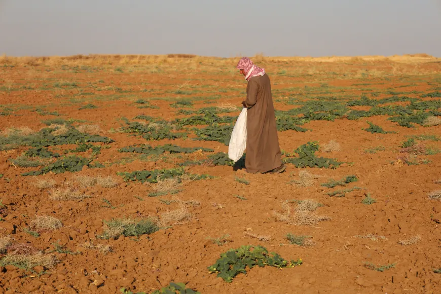 بعد سنوات من الجفاف أهالي آليان يبدؤون بجني محاصيل الحقول البعلية