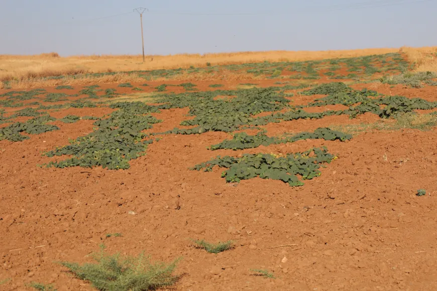 بعد سنوات من الجفاف أهالي آليان يبدؤون بجني محاصيل الحقول البعلية