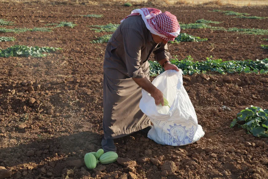 بعد سنوات من الجفاف أهالي آليان يبدؤون بجني محاصيل الحقول البعلية