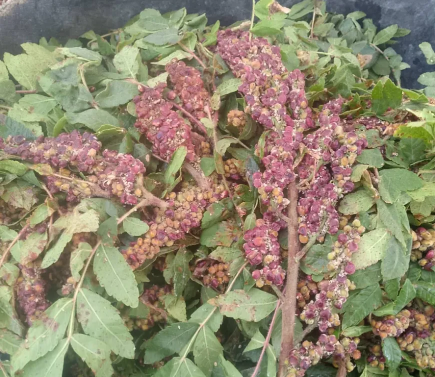حين يحمرّ الجبل.. ينطلق موسم قطاف السماق في عفرين