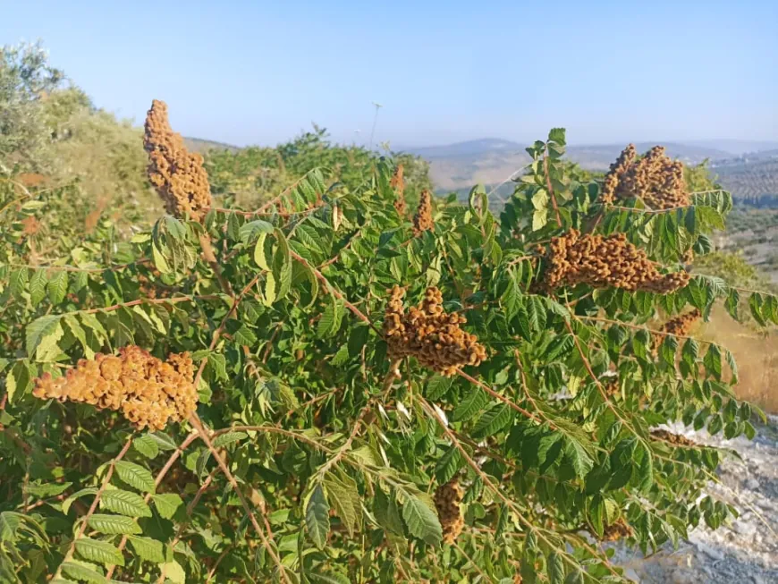 حين يحمرّ الجبل.. ينطلق موسم قطاف السماق في عفرين