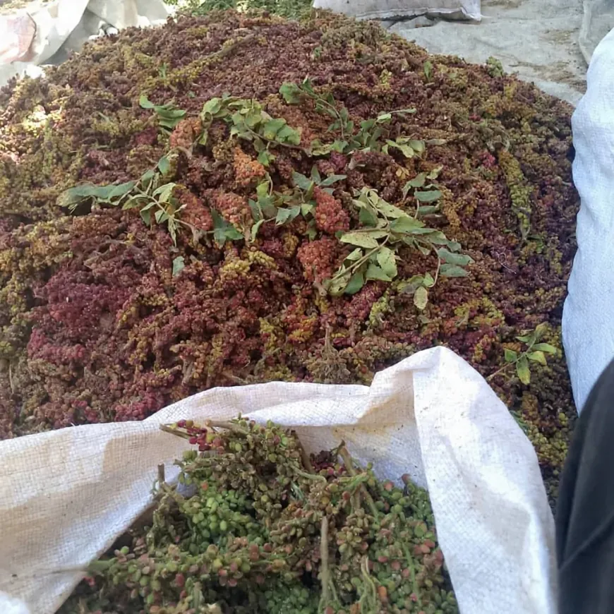 حين يحمرّ الجبل.. ينطلق موسم قطاف السماق في عفرين