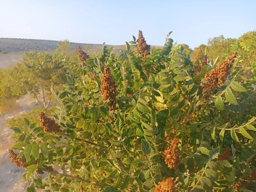 حين يحمرّ الجبل.. ينطلق موسم قطاف السماق في عفرين