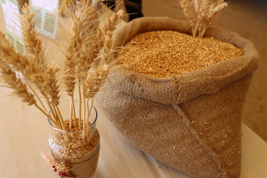 انطلاق مهرجان القمح الأول في الجزيرة.. رحلة الحبة من الحقل إلى المائدة