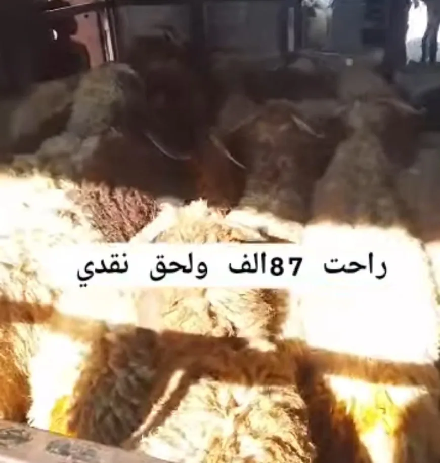 صفحات مجهولة تتلاعب بأسعار المواشي السورية في ظل غياب منصة رسمية للأسعار