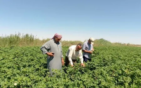الحكومة تعتمد سعر شراء القطن المحبوب بـ 85 ليرة سورية جديدة للكيلوغرام